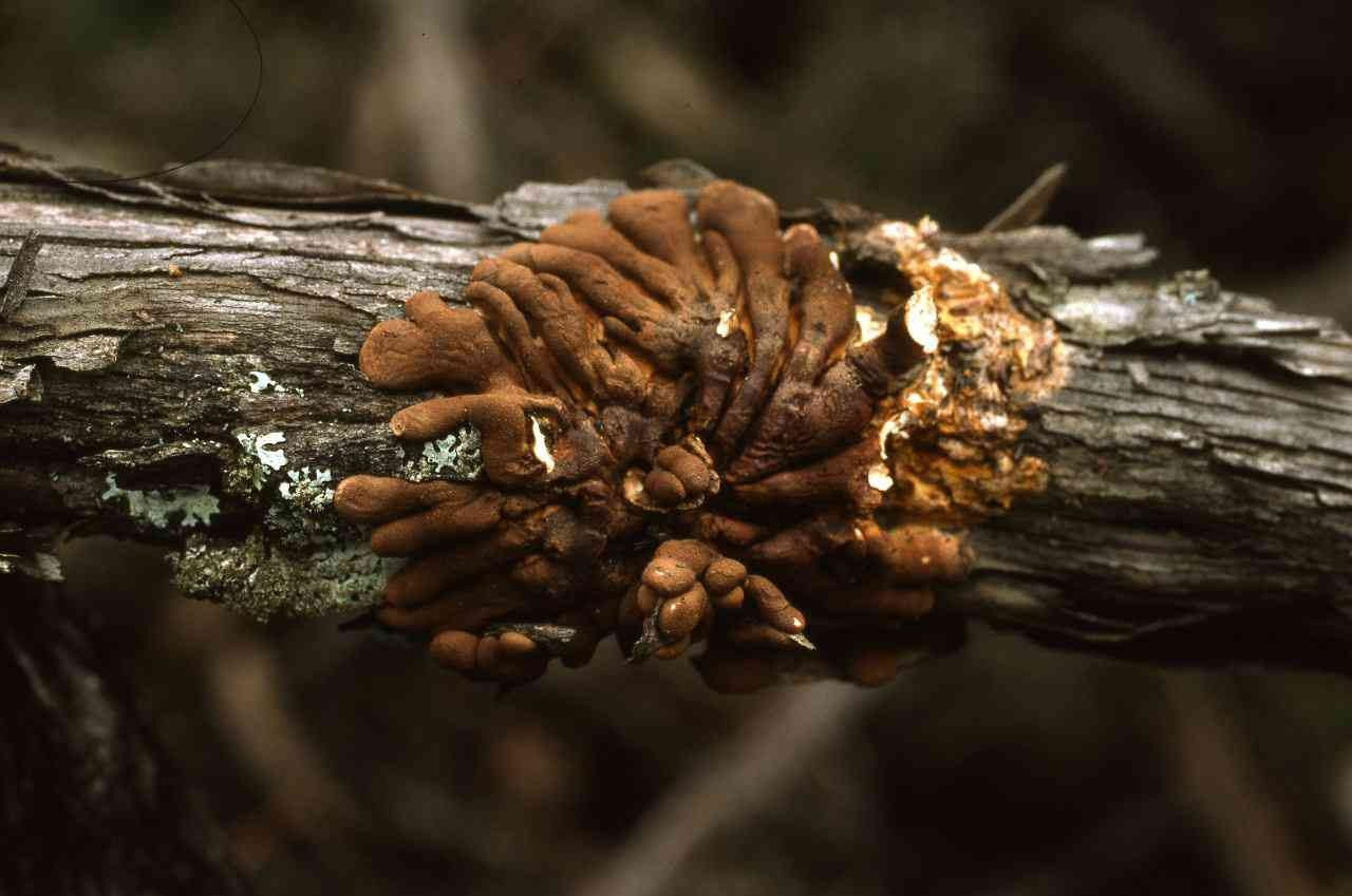 Nấm Hypocreopsis amplectens