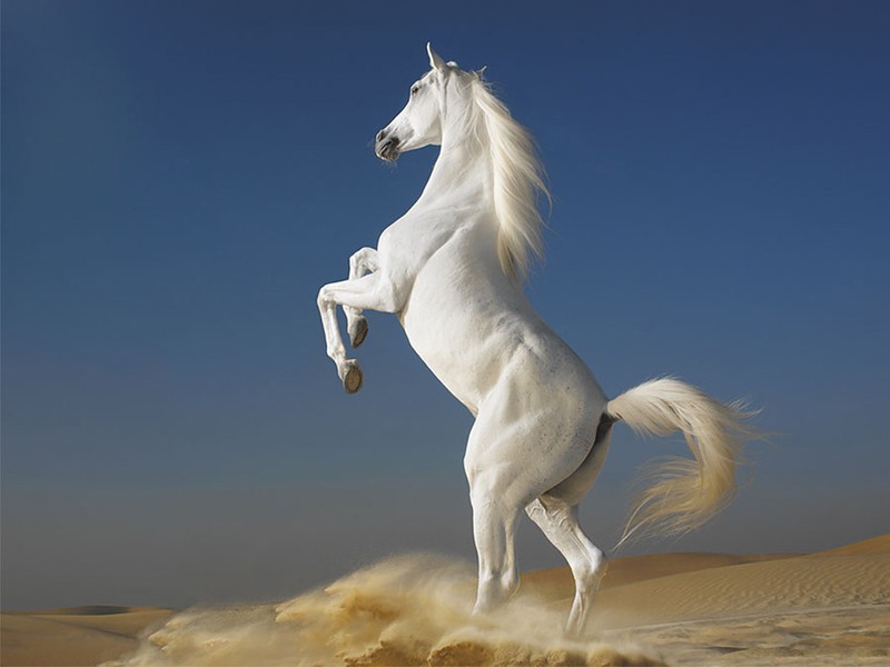 ngựa trắng phong thuỷ