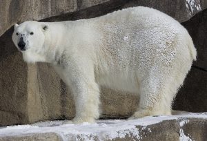 Gấu cái Bắc Cực