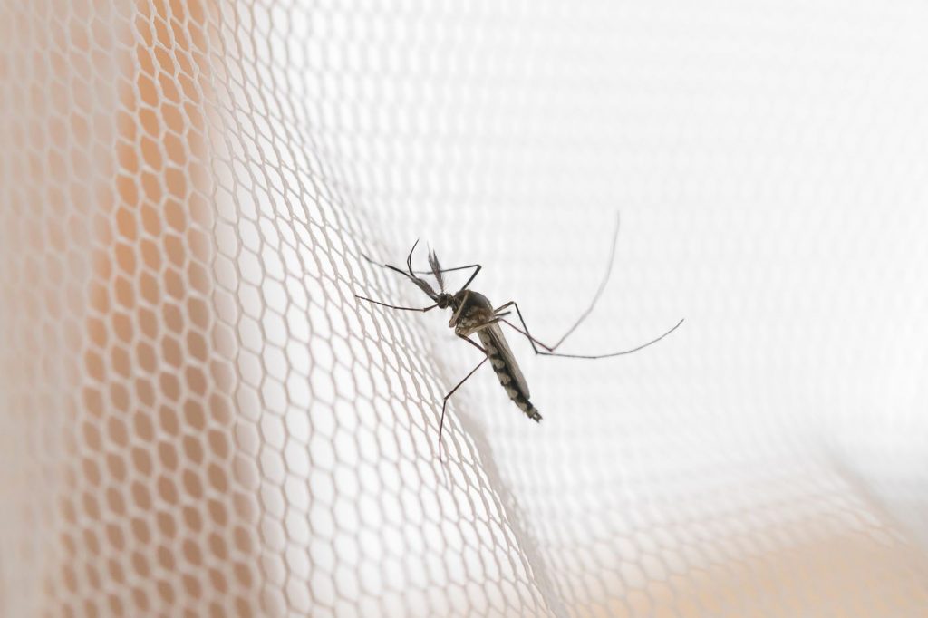 Tổng hợp một số mẹo giúp đuổi muỗi ngày mưa hiệu quả